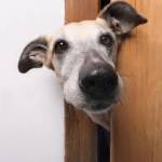 @Carroll profile picture